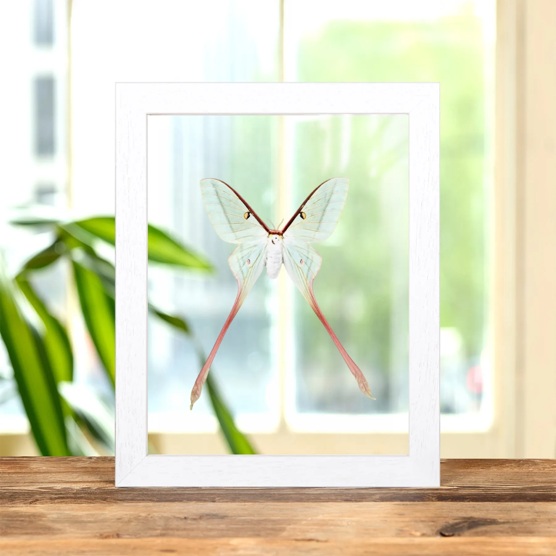 Female Chinese Moon Moth In Clear Glass Frame (Actias dubernardi) Female Chinese Moon Moth In Clear Glass Frame (Actias dubernardi)