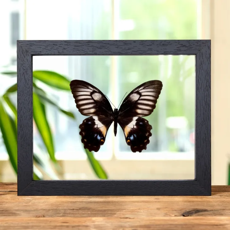 Papillon Queue D'Hirondelle Femelle dans un Cadre en Verre Transparent (Papilio gambrisius buruanus)
