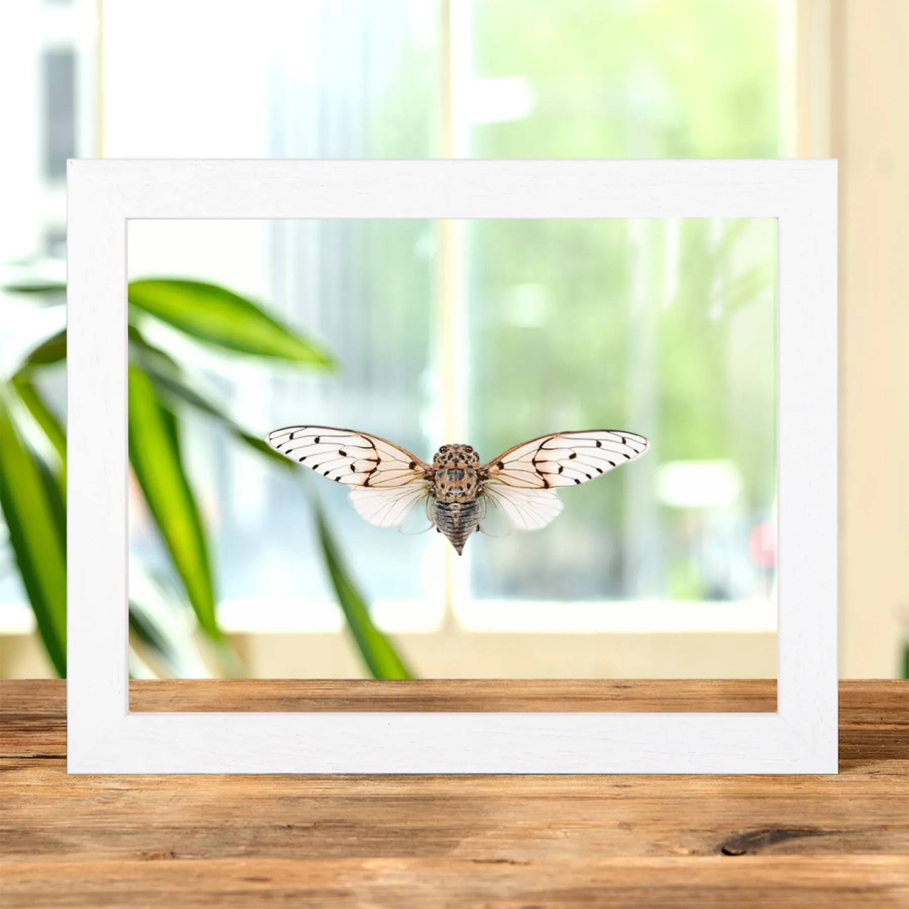 White Ghost Cicada In Clear Glass Frame (Ayuthia spectabilis) White Ghost Cicada In Clear Glass Frame (Ayuthia spectabilis)