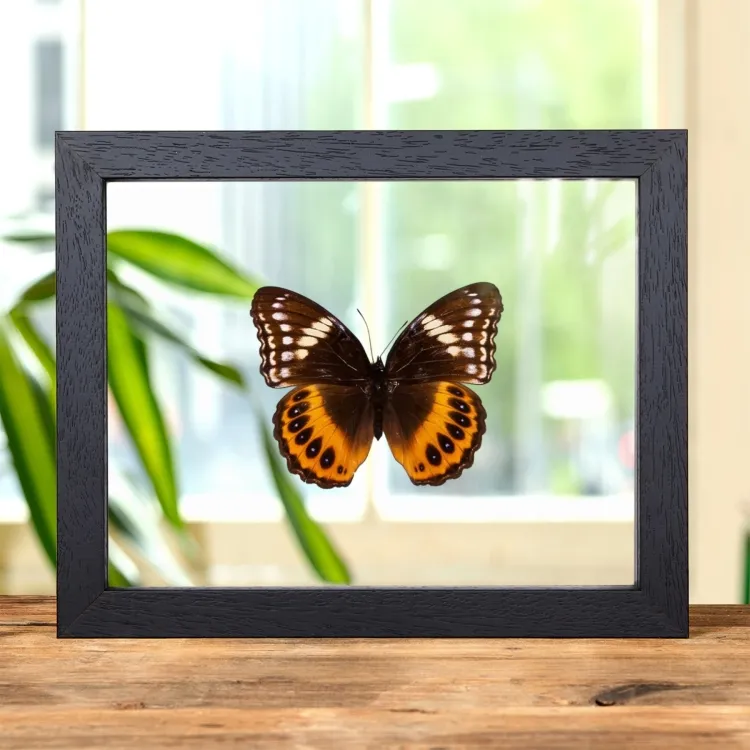 Female Eight-spot Diadem In Clear Glass Frame (Hypolimnas pandarus)