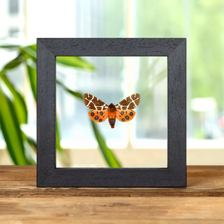 The Garden Tiger Moth In Clear Glass Frame (Arctia caja)