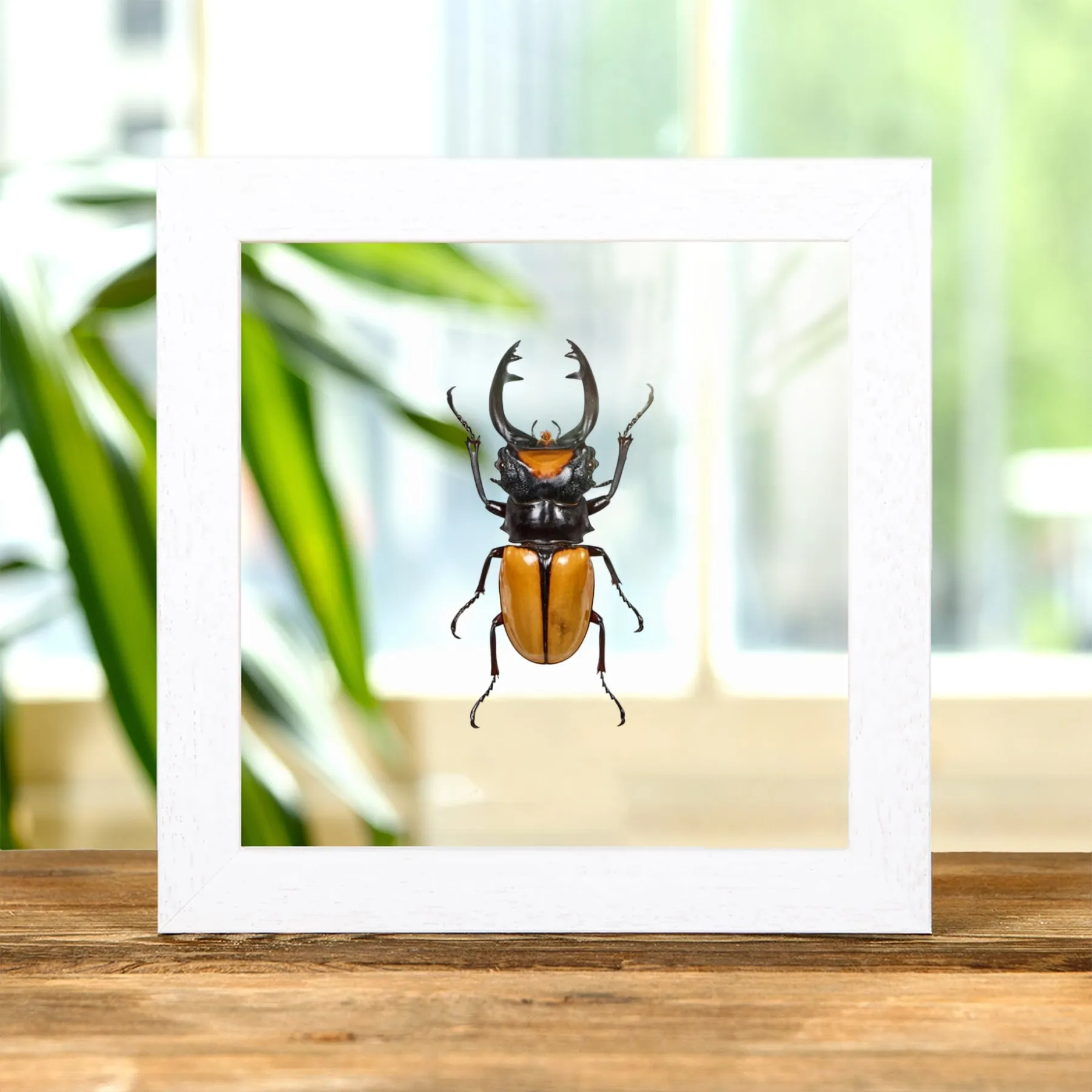 Minibeast Σκαθάρι Ελάφου σε Διάφανη Γυάλινη Κορνίζα (Odontolabis lacordairei)