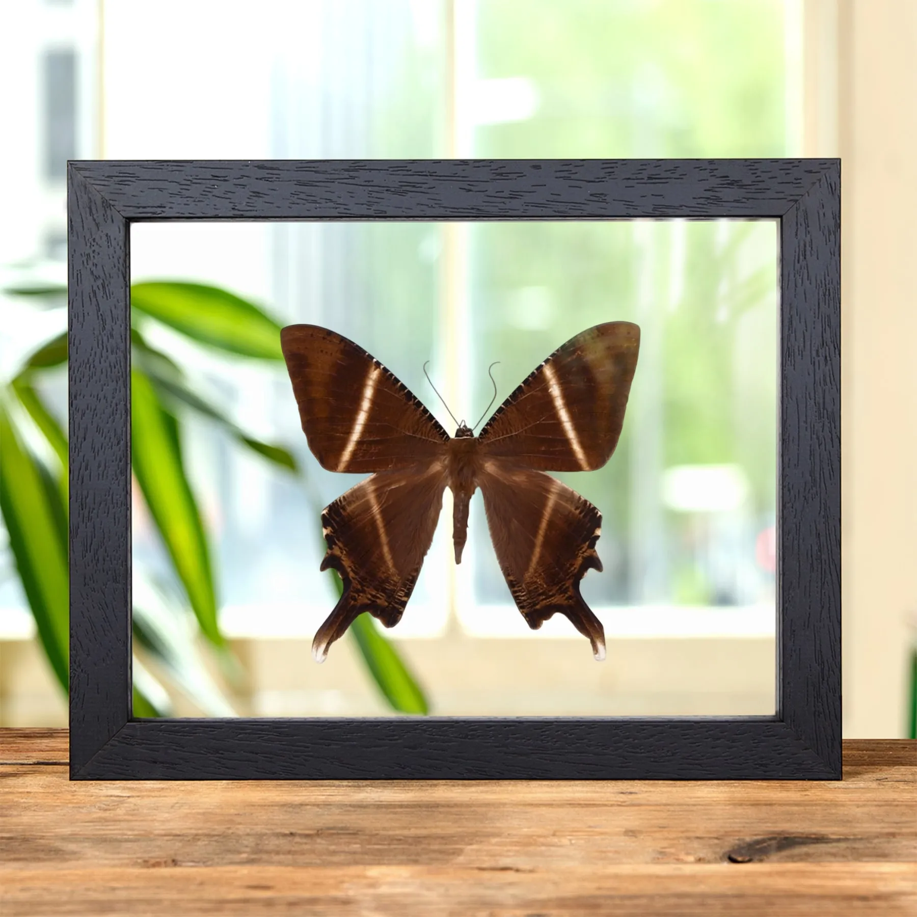Minibeast Zwaluwstaart Mot in Transparante Glazen Lijst (Lyssa patroclus)