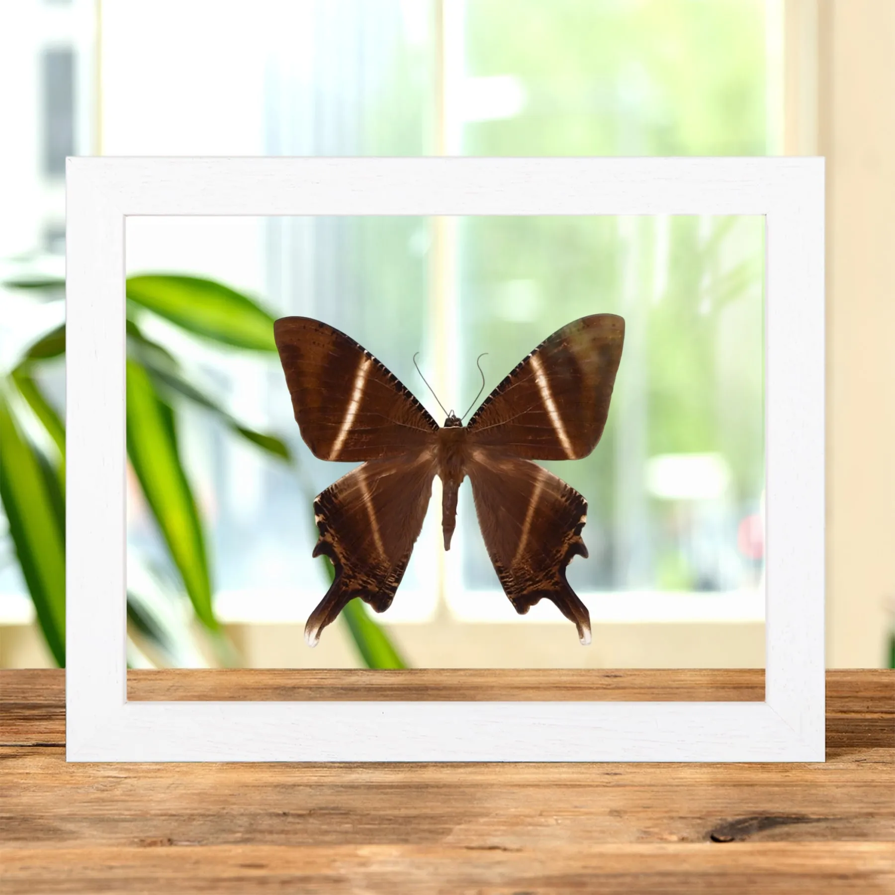 Minibeast Zwaluwstaart Mot in Transparante Glazen Lijst (Lyssa patroclus)