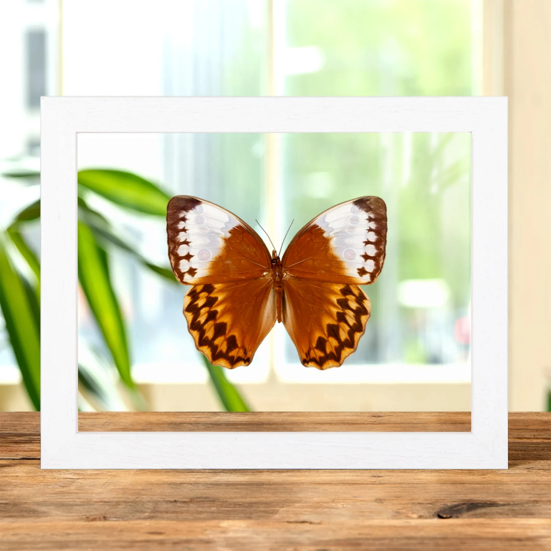 Minibeast Le Papillon Reine de la Jungle dans un Cadre en Verre Transparent (Stichophthalma louisa)