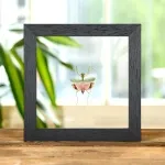 Minibeast Umbrella Mantis In Clear Glass Frame (Caliris elegans)