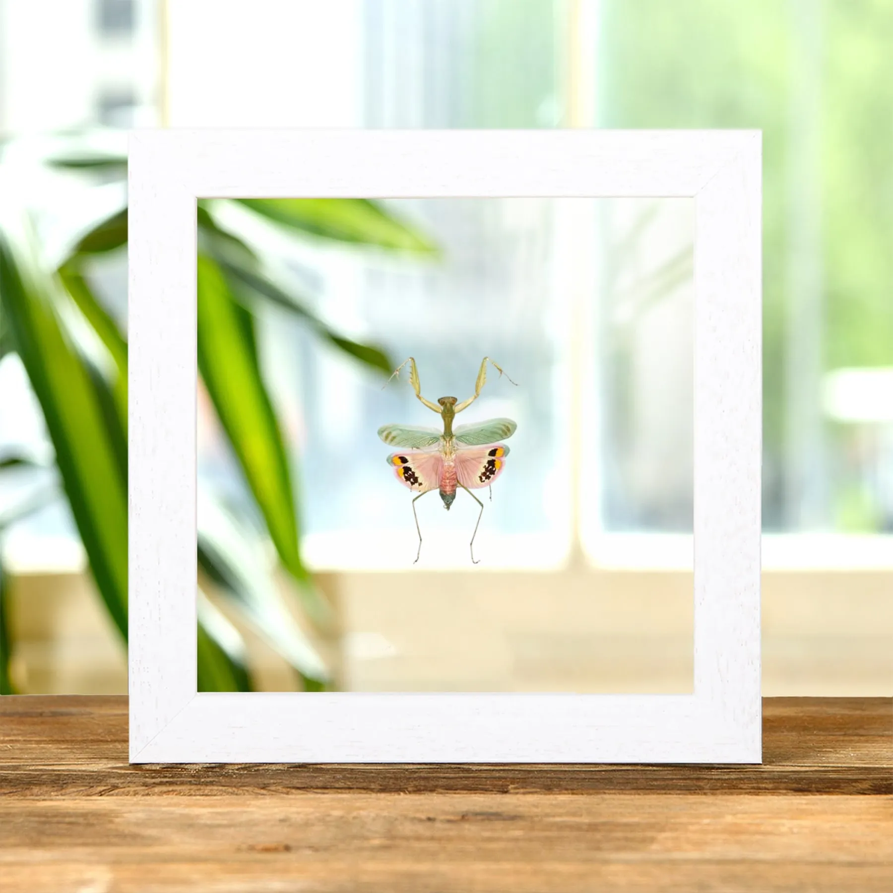 Umbrella Mantis In Clear Glass Frame (Caliris elegans)