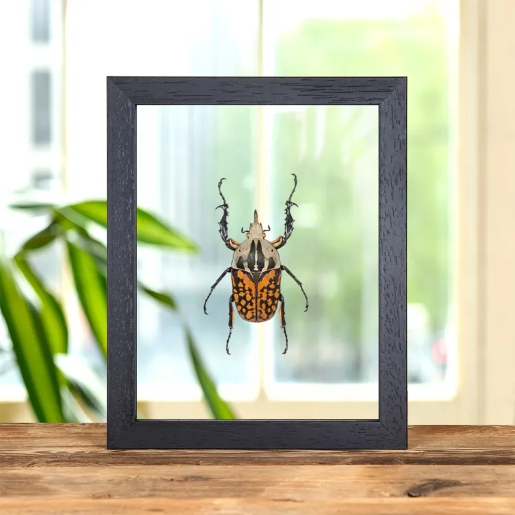 XL African Flower Beetle In Clear Glass Frame (Mecynorrhina oberthuri decorata)
