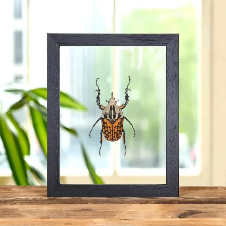 XL African Flower Beetle In Clear Glass Frame (Mecynorrhina oberthuri decorata)