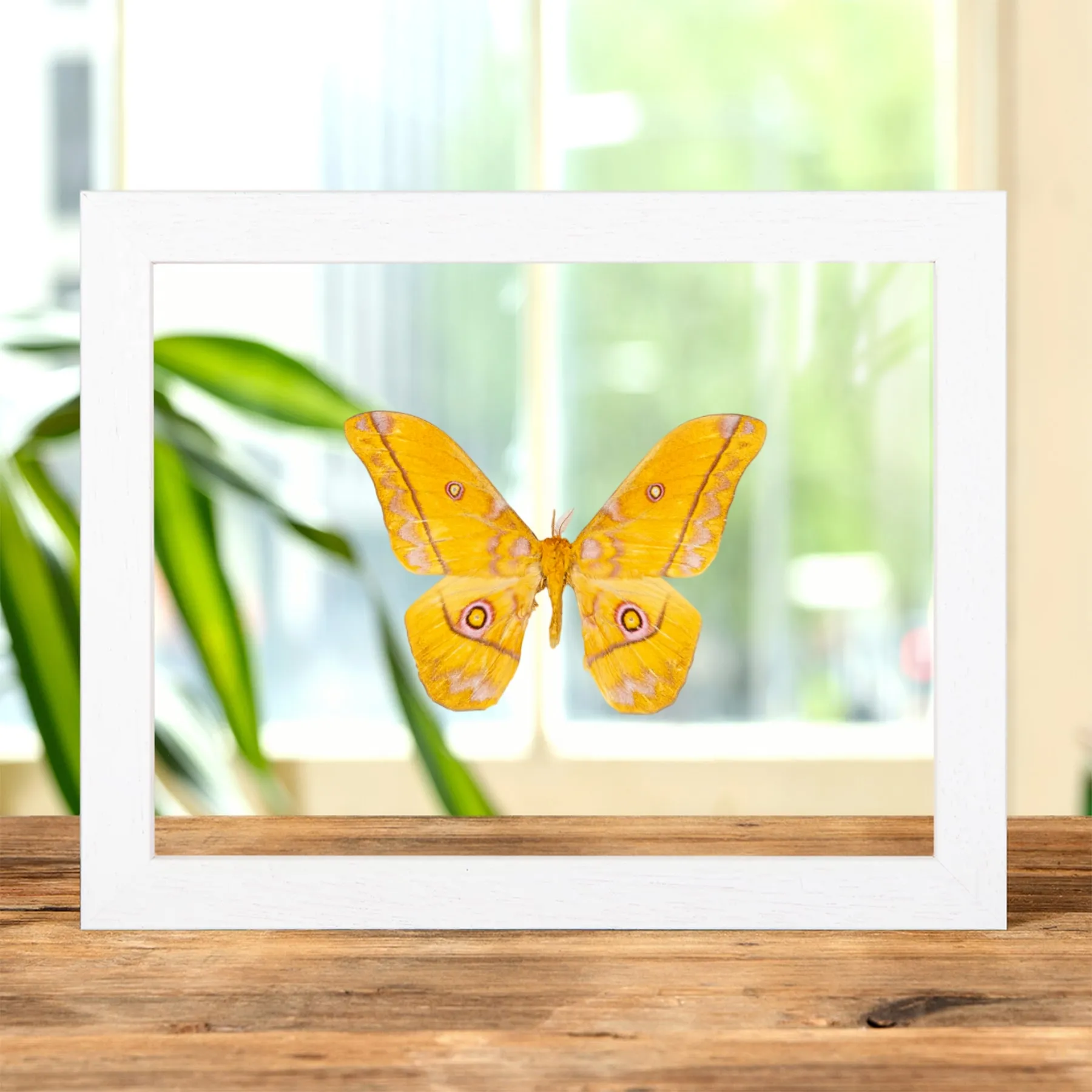 Minibeast Emperador Amarillo en Marco de Vidrio Transparente Gonimbrasia Dione(Nudaurelia)