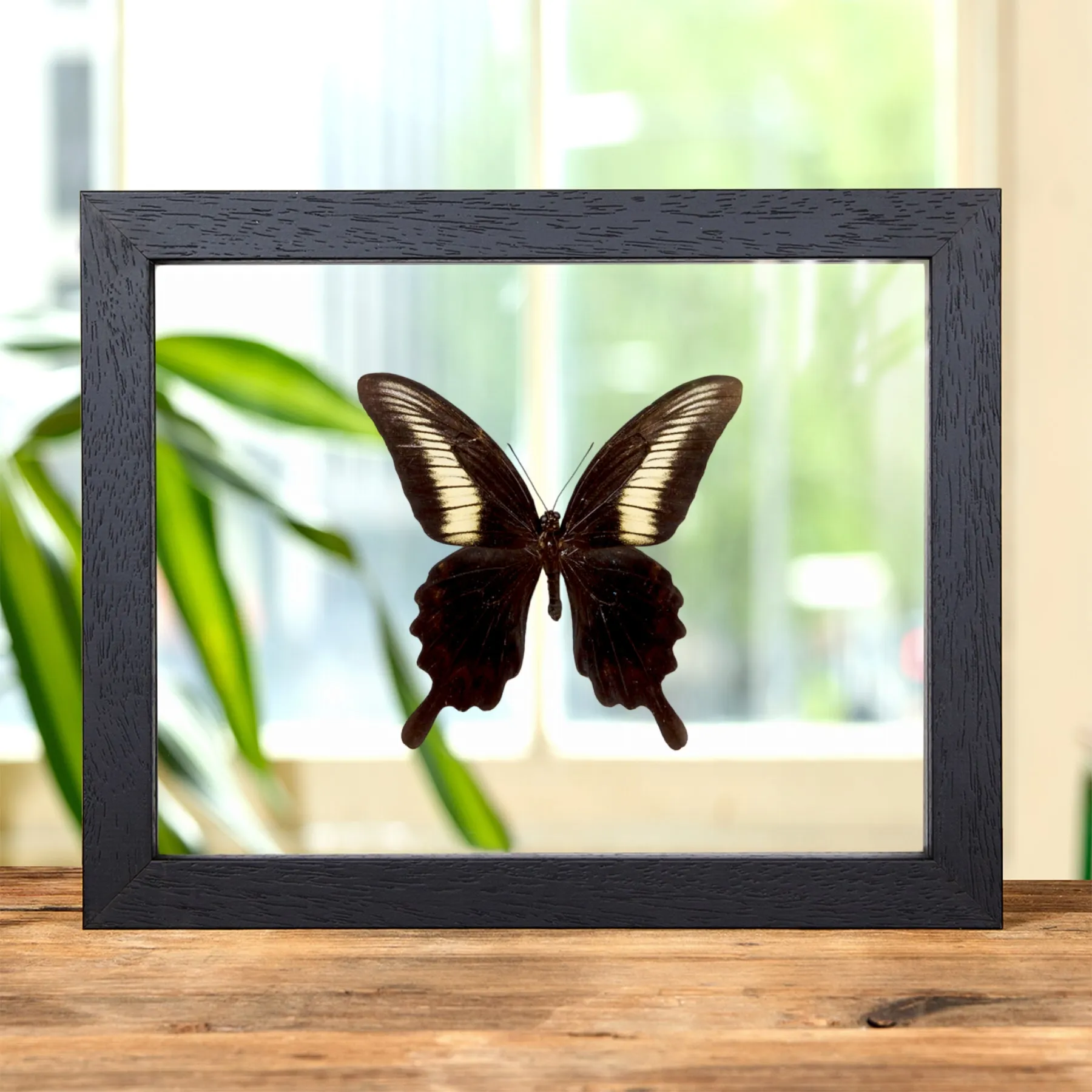 Minibeast Papilio oenomaus dans un Cadre en Verre Transparent (Papilio oenomaus)