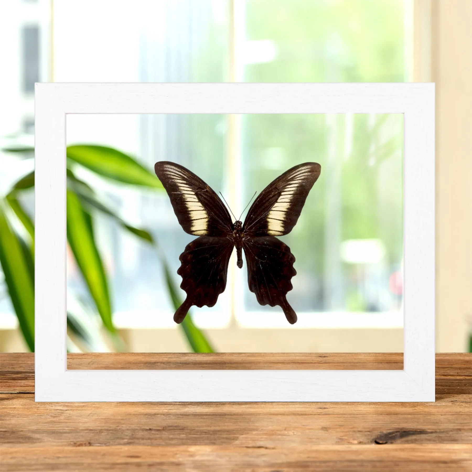 Minibeast Papilio oenomaus dans un Cadre en Verre Transparent (Papilio oenomaus)