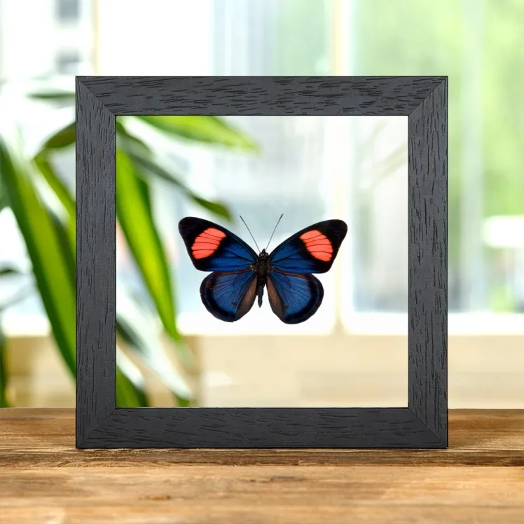 Painted Beauty Butterfly In Clear Glass Frame (Batesia hypochlora)