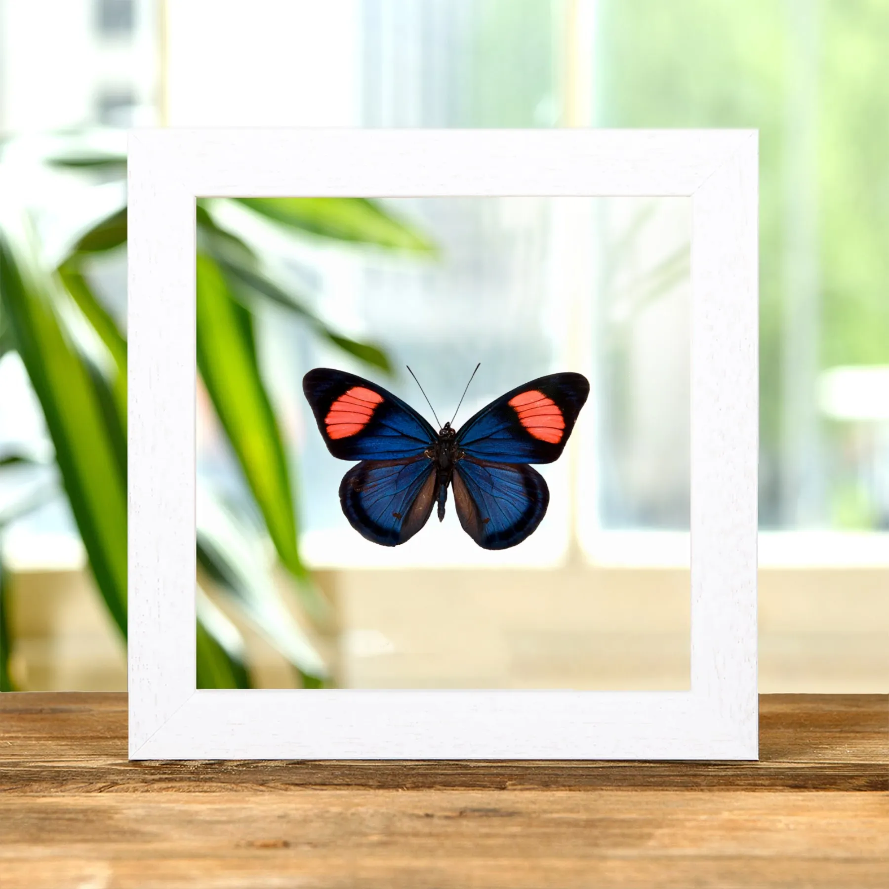 Painted Beauty Butterfly In Clear Glass Frame (Batesia hypochlora)