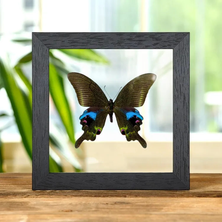 The Blue Peacock Butterfly In Clear Glass Frame (Papilio arcturus)