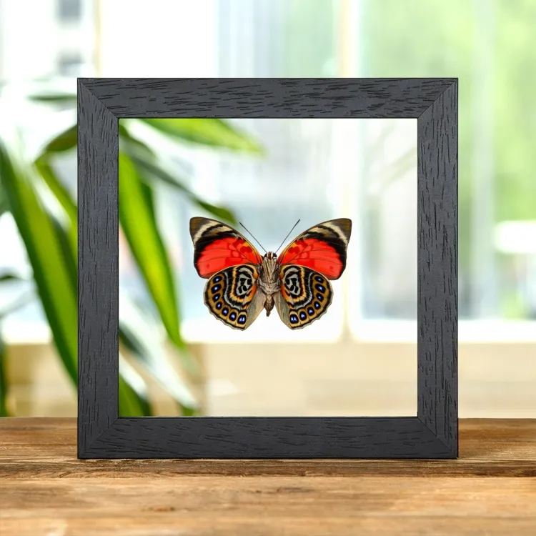 Claudina Agrias Butterfly Ventral Side In Clear Glass Frame (Agrias claudina)