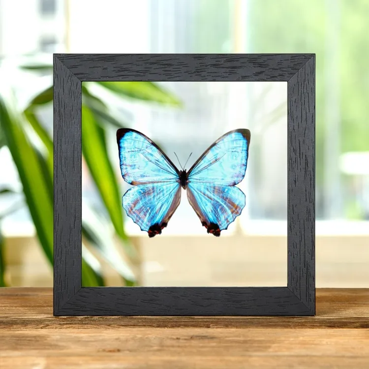 Farfalla Morpho di Sulkowsky in Cornice di Vetro Trasparente (Morpho sulkowskyi)