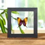 Minibeast Pansy Daggerwing Butterfly In Clear Glass Frame (Marpesia marcella)