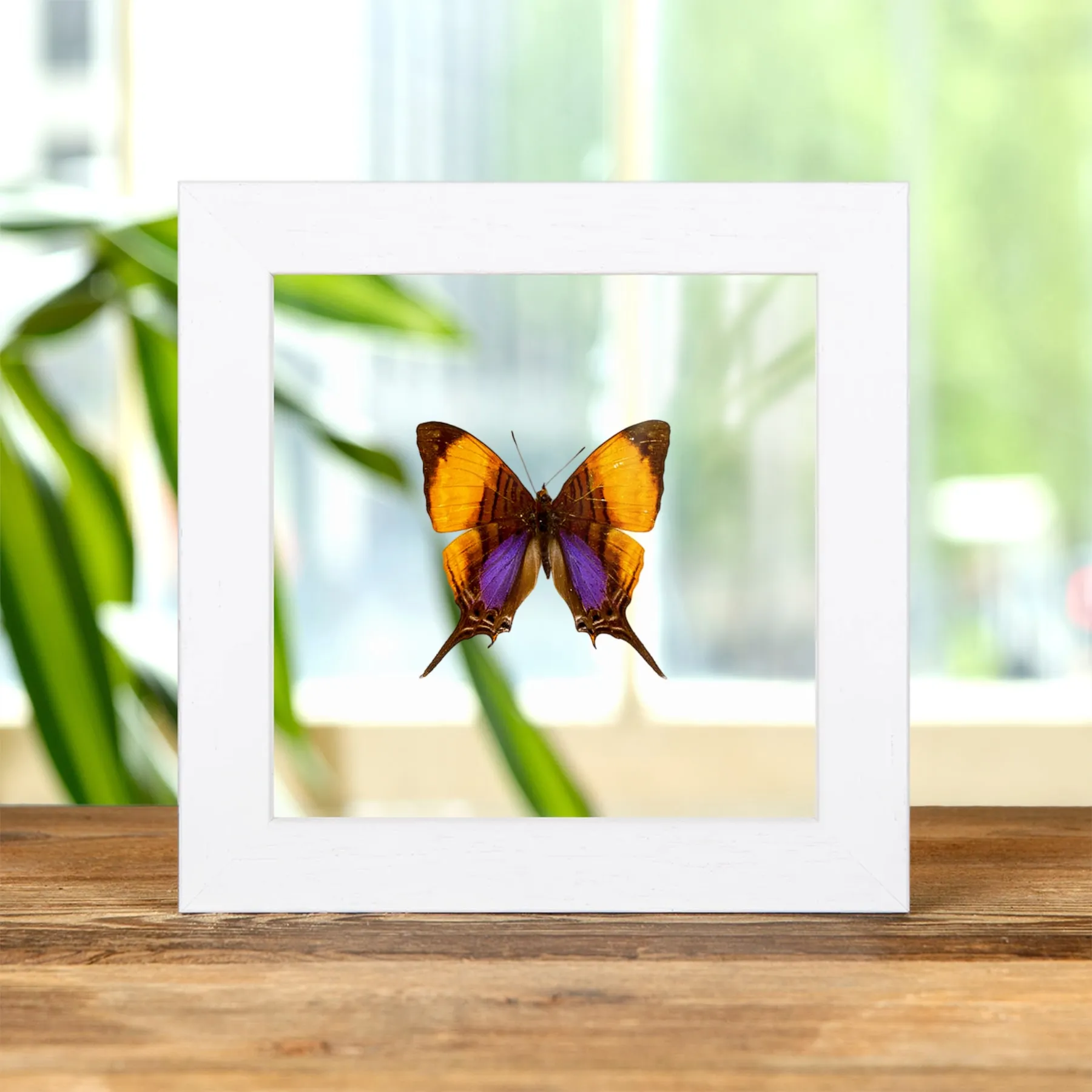 Pansy Daggerwing Butterfly In Clear Glass Frame (Marpesia marcella)