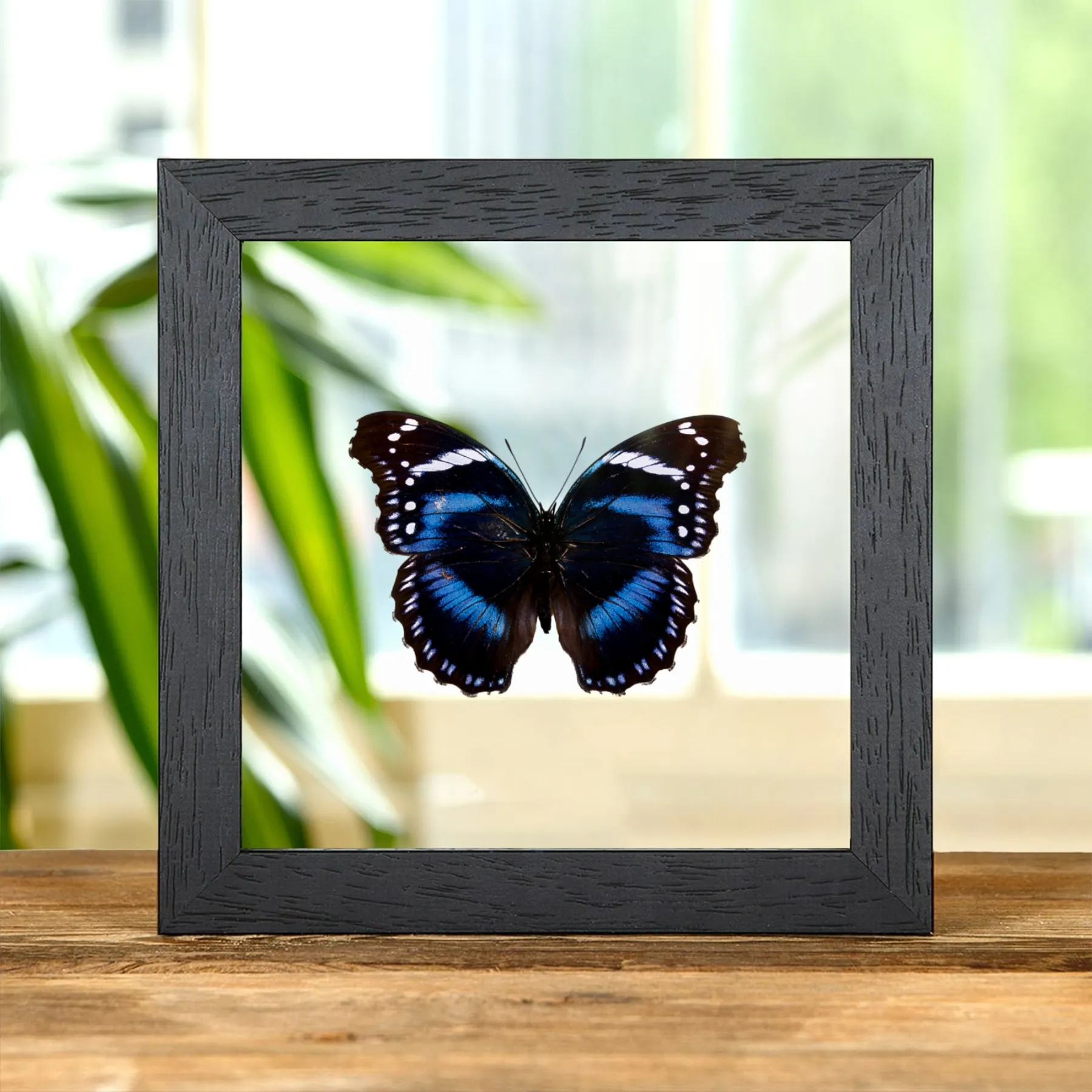 Minibeast Tropischer Bürstenfuß-Schmetterling im Transparenten Glasrahmen (Hypolimnas antevorta)