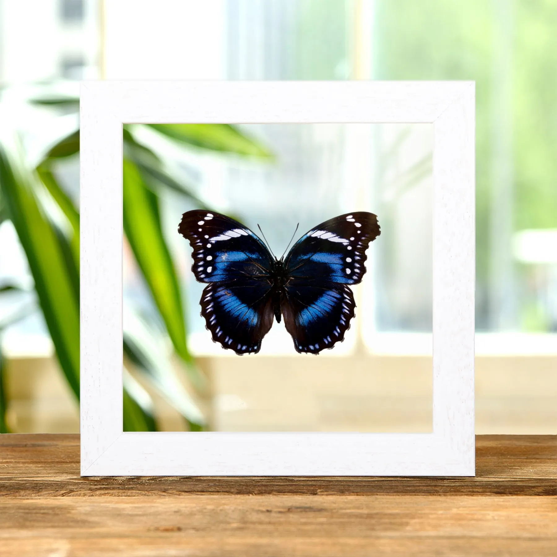 Minibeast Tropischer Bürstenfuß-Schmetterling im Transparenten Glasrahmen (Hypolimnas antevorta)