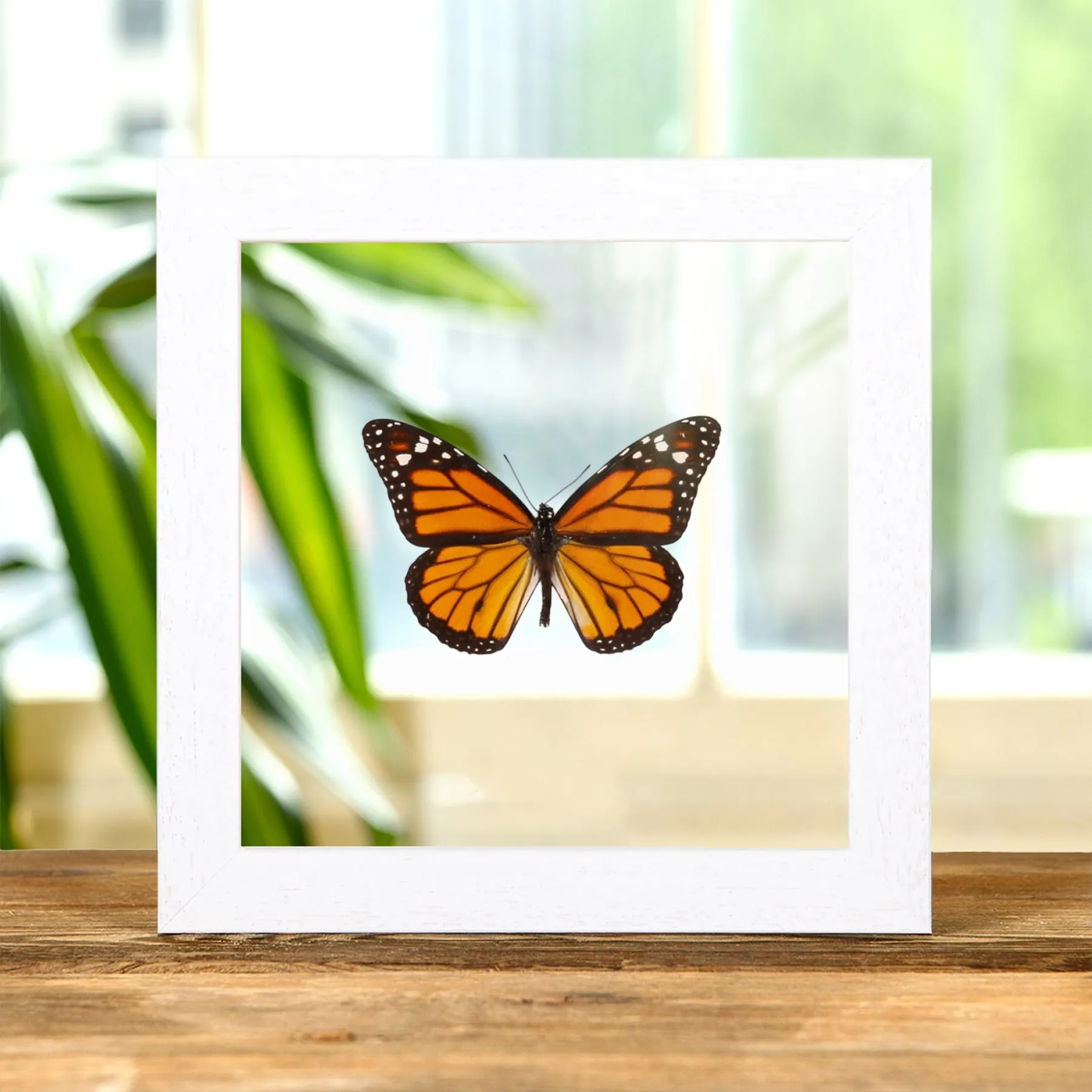 Minibeast Mariposa Monarca en Marco de Vidrio Transparente (Danaus plexippus)