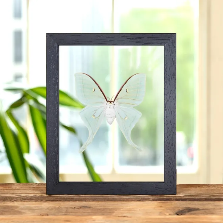 Chinese Moon Moth In Clear Glass Frame (Actias ningpoana)