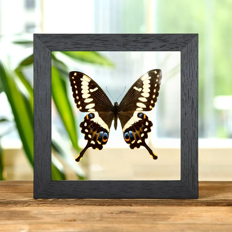 Emperor Swallowtail In Clear Glass Frame (Papilio ophidicephalus)
