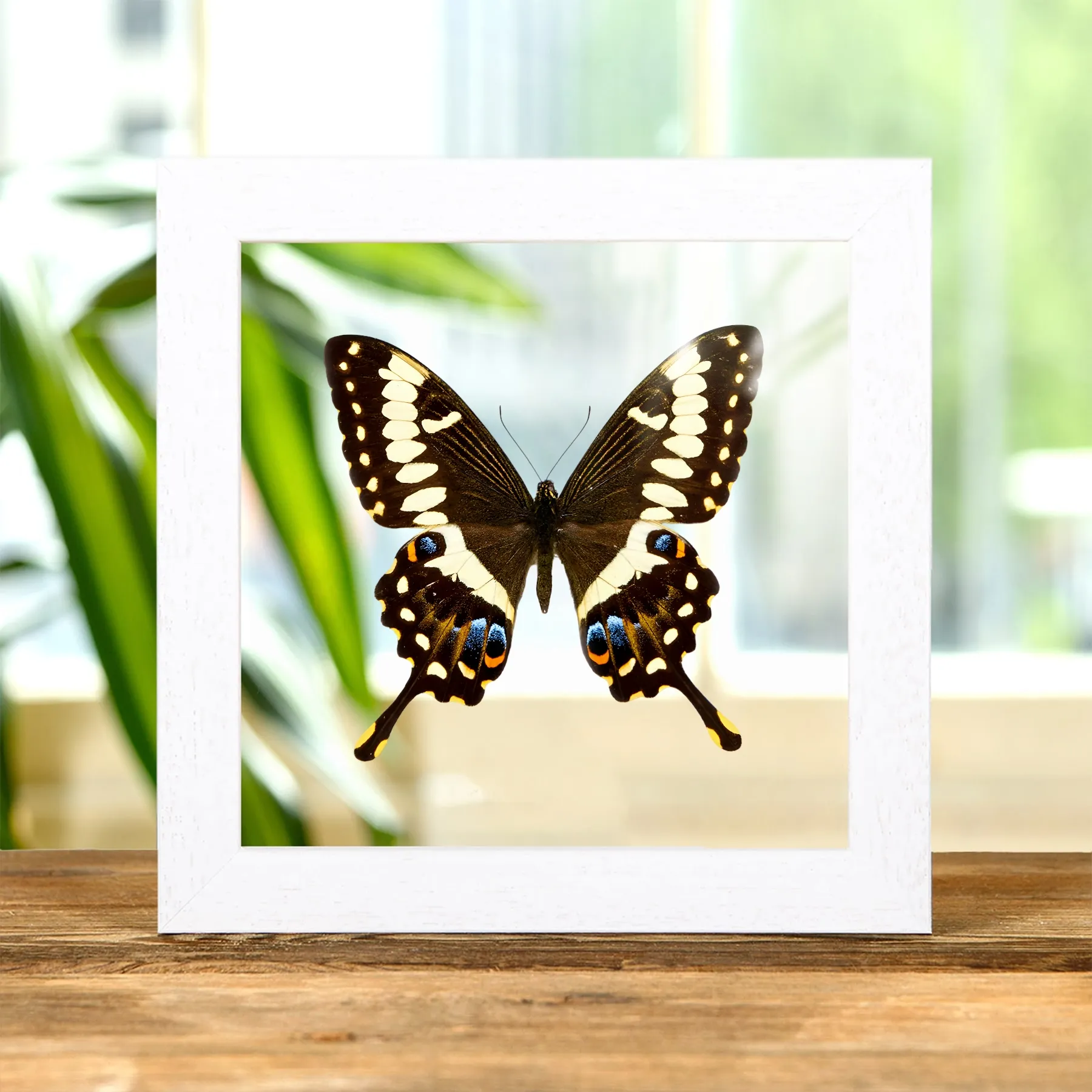Minibeast Emperor Swallowtail In Clear Glass Frame (Papilio ophidicephalus)