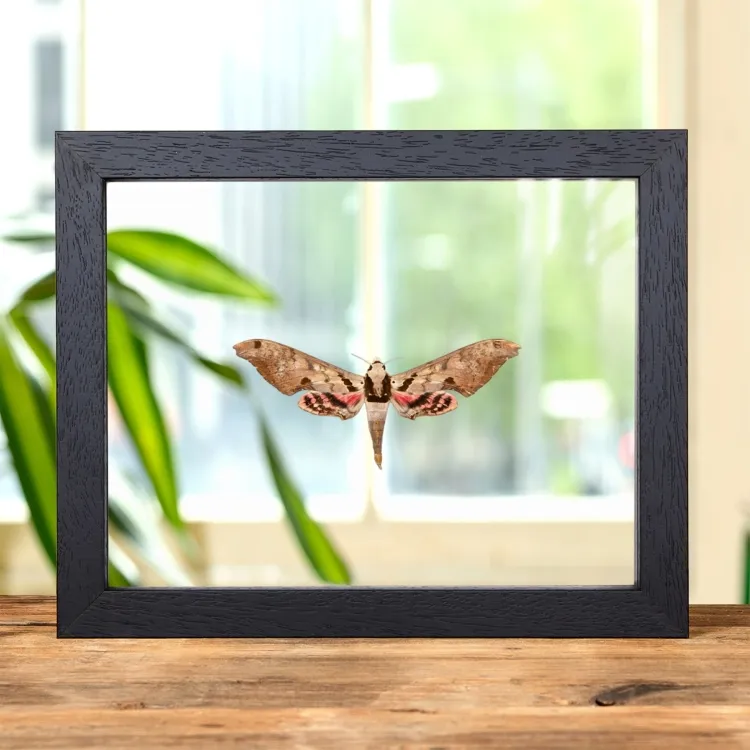 Sphinx Moth In Clear Glass Frame (Adhemarius gannascus)