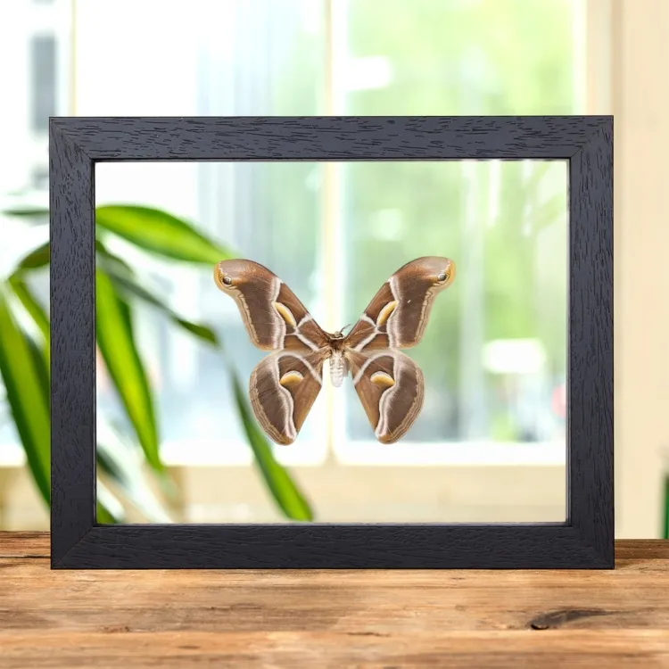 Ailanthus Silkmoth In Clear Glass Frame (Samia cynthia)