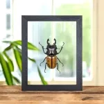 Minibeast Stag Beetle In Clear Glass Frame (Odontolabis castelnaudi)