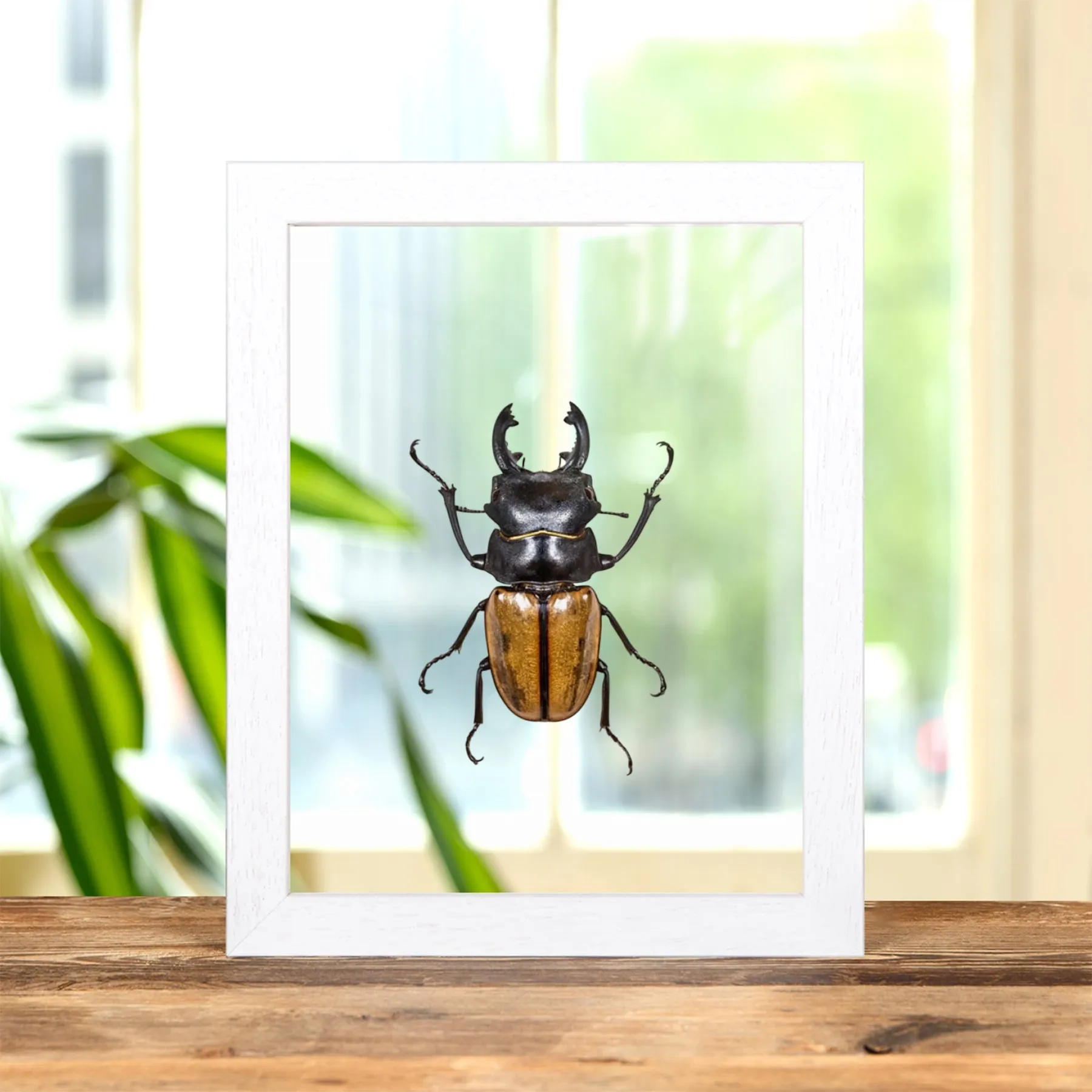 Stag Beetle In Clear Glass Frame (Odontolabis castelnaudi) Stag Beetle In Clear Glass Frame (Odontolabis castelnaudi)