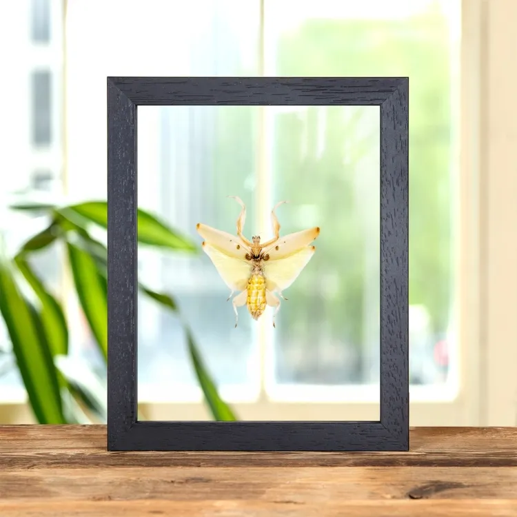 Orchid Mantis In Clear Glass Frame (Hymenopus coronatus)