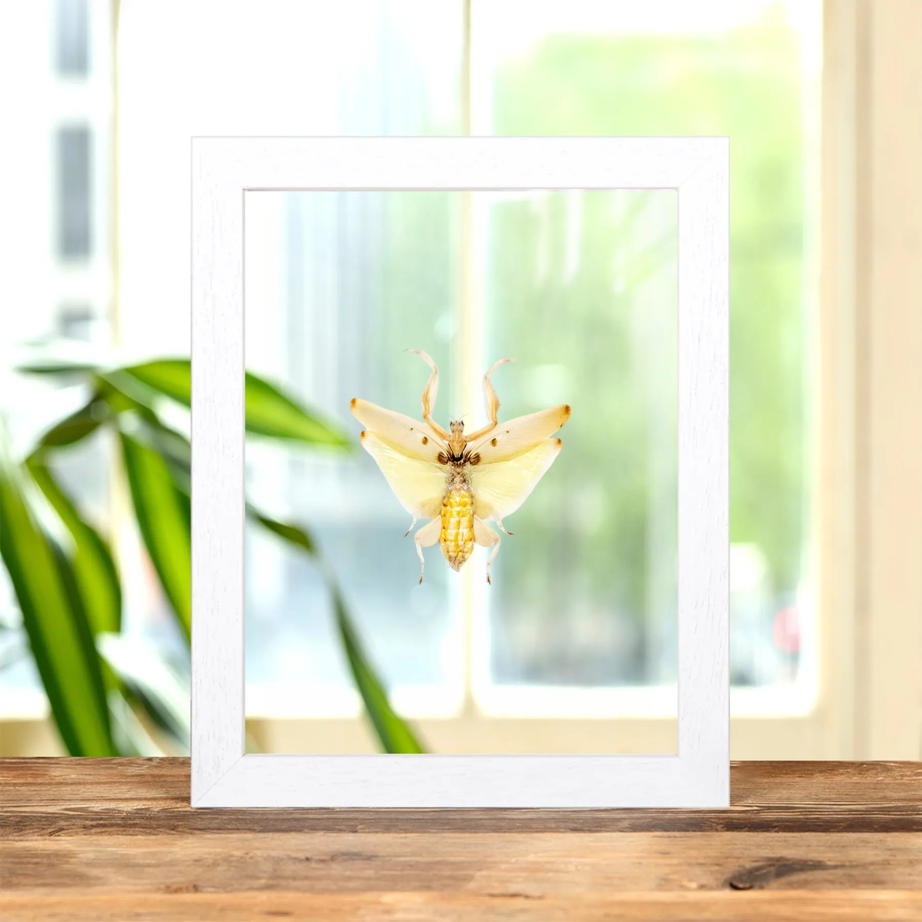 Minibeast Mantis Orchidea in Cornice di Vetro Trasparente (Hymenopus coronatus)