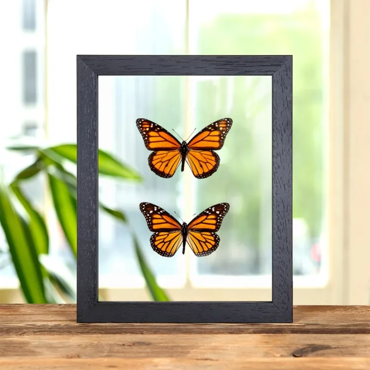 Monarch Butterfly Male & Female Pair In Clear Glass Frame (Danaus plexippus)