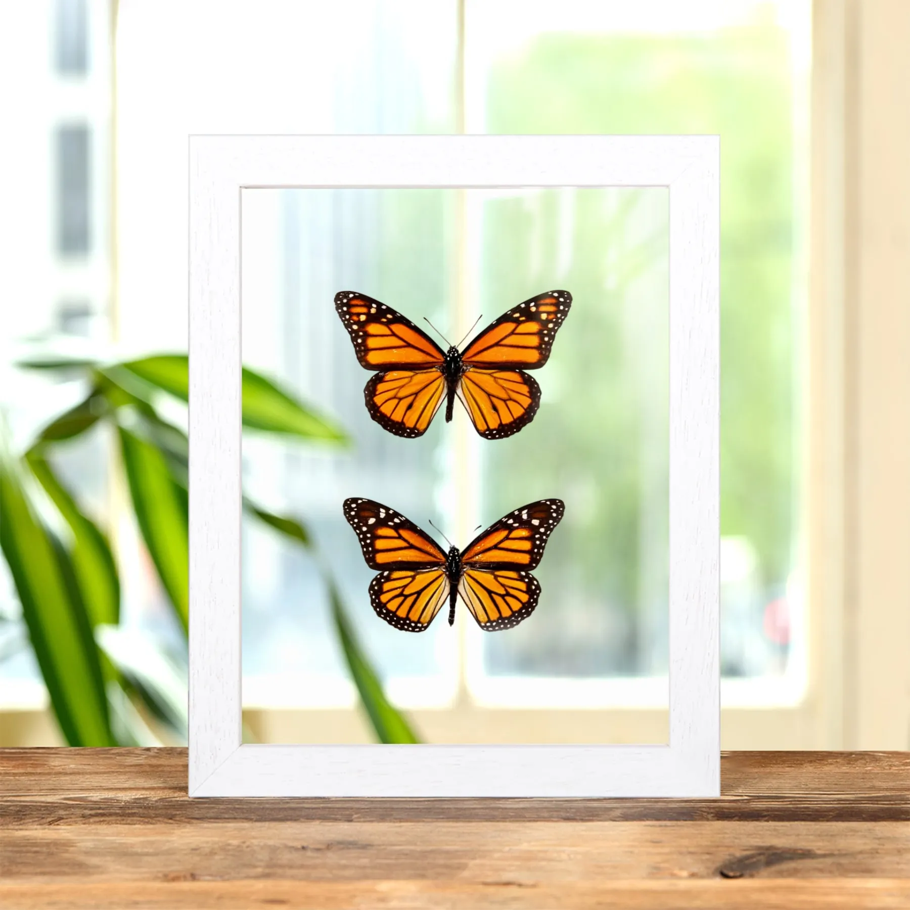 Minibeast Monarchvlinder Mannelijk & Vrouwelijk Paar in Transparante Glazen Lijst (Danaus plexippus)