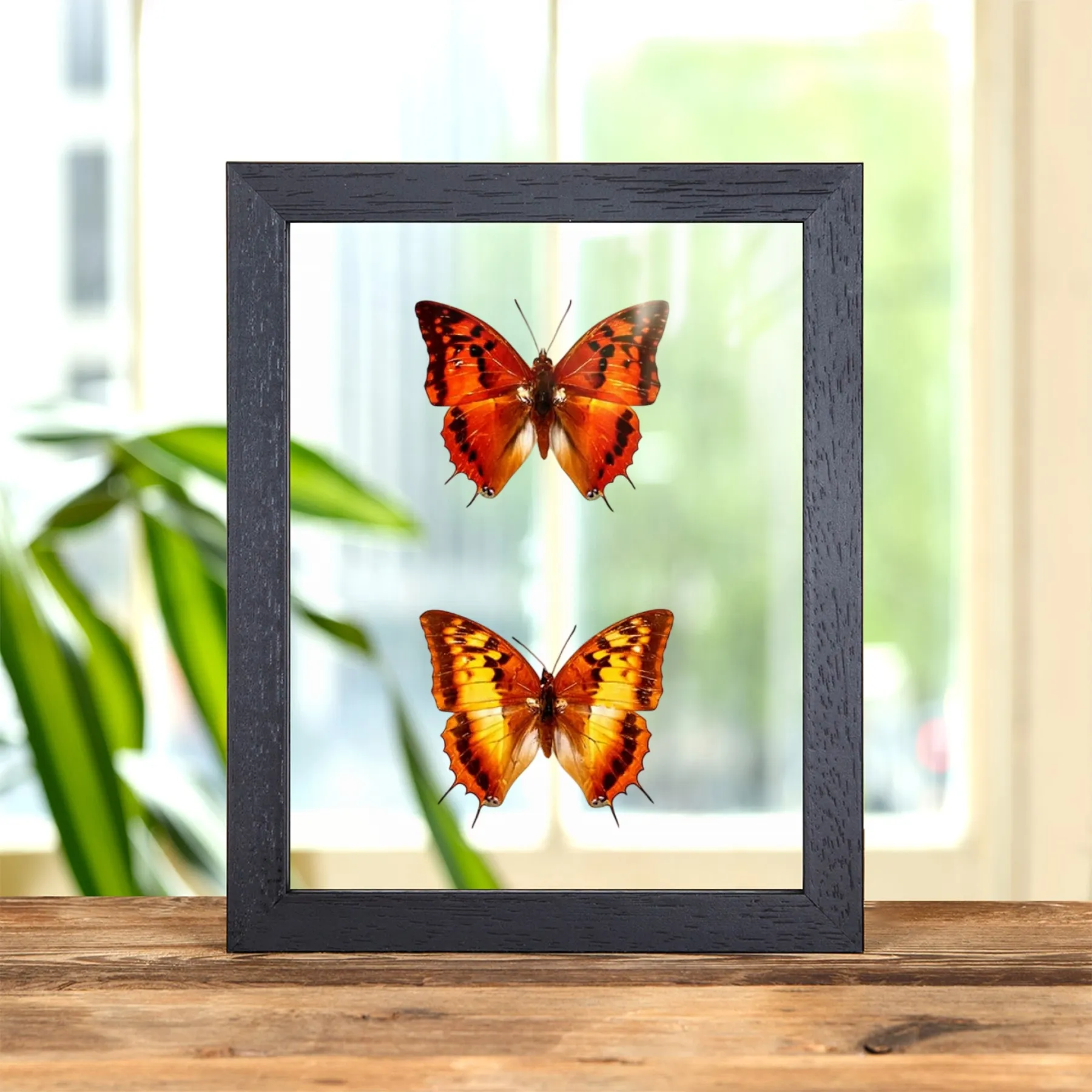 Minibeast Coppia di farfalle Charaxes a strisce argentate, maschio e femmina in cornice di vetro trasparente (Charaxes lasti)