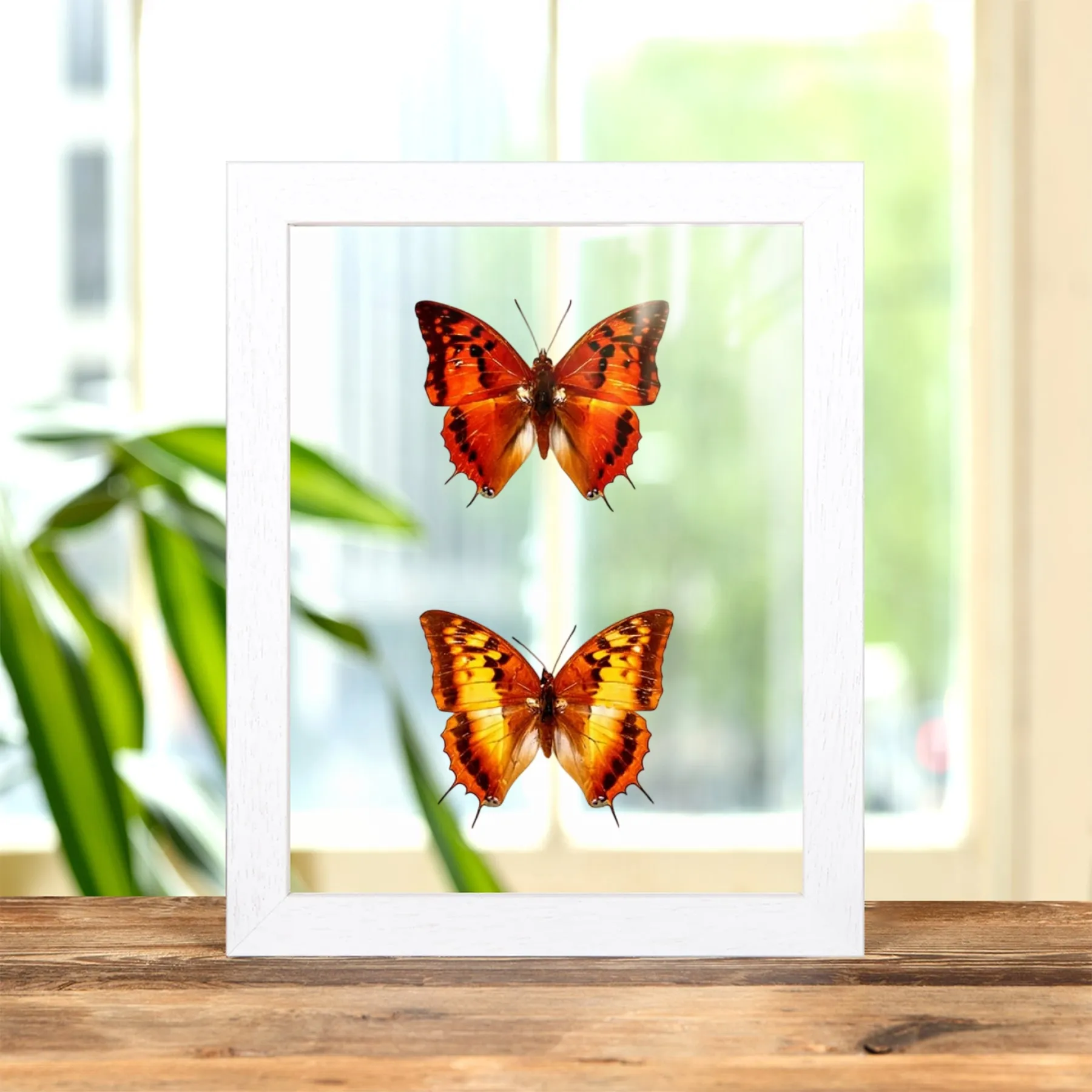 Minibeast Coppia di farfalle Charaxes a strisce argentate, maschio e femmina in cornice di vetro trasparente (Charaxes lasti)