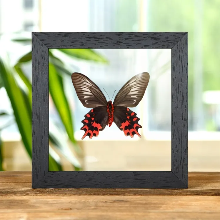 Female Black Ballerina Butterfly Ventral Side In Clear Glass Frame (Atrophaneura semperi)