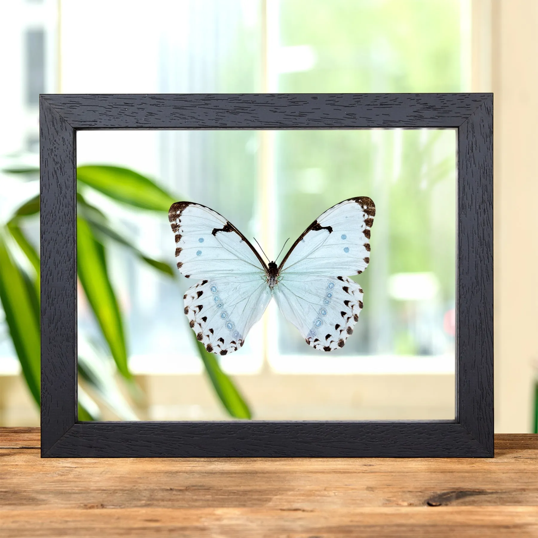 Minibeast Epistrophus Morpho dans un Cadre en Verre Transparent (Morpho epistrophus)