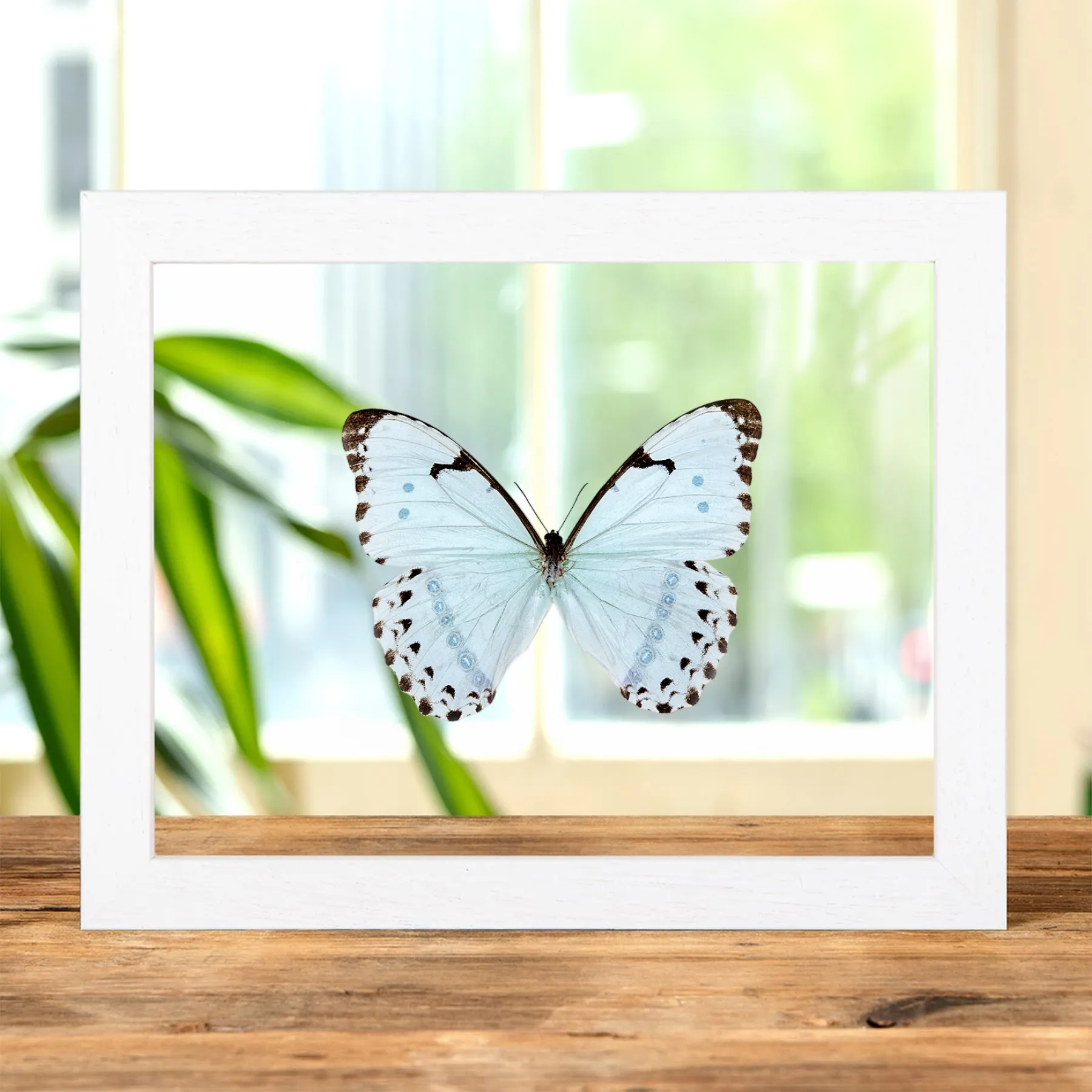 Minibeast Epistrophus Morpho dans un Cadre en Verre Transparent (Morpho epistrophus)