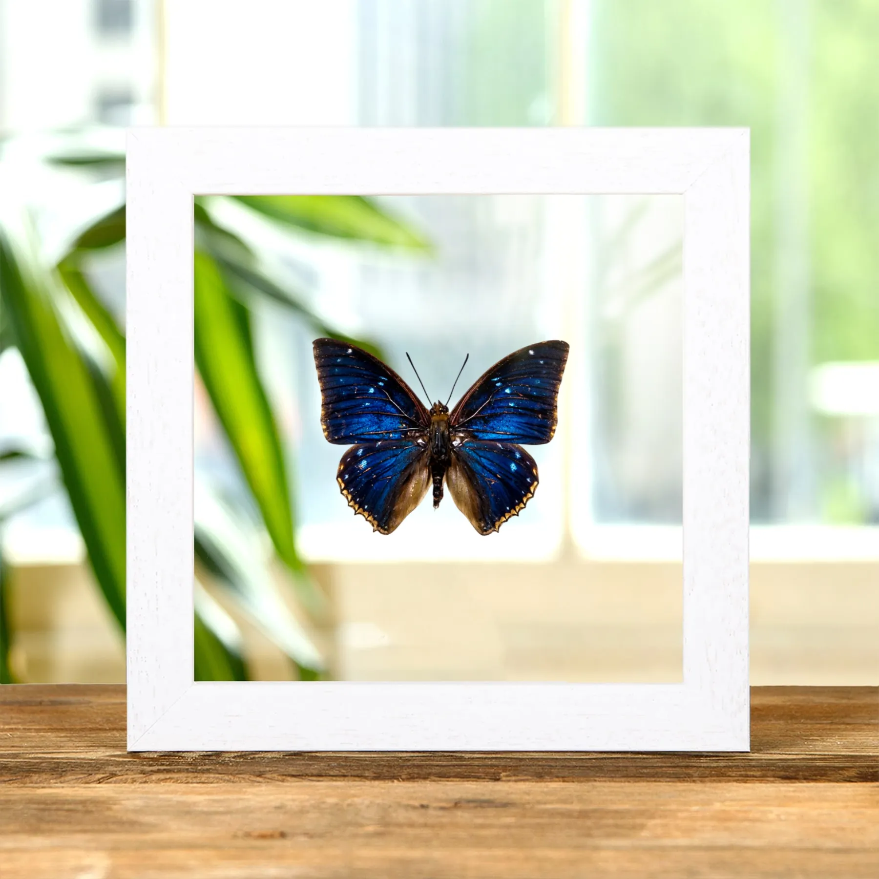 Two-spot Blue Charaxes Butterfly In Clear Glass Frame (Charaxes bipunctatus) Minibeast Two-spot Blue Charaxes Butterfly In Clear Glass Frame (Charaxes bipunctatus)