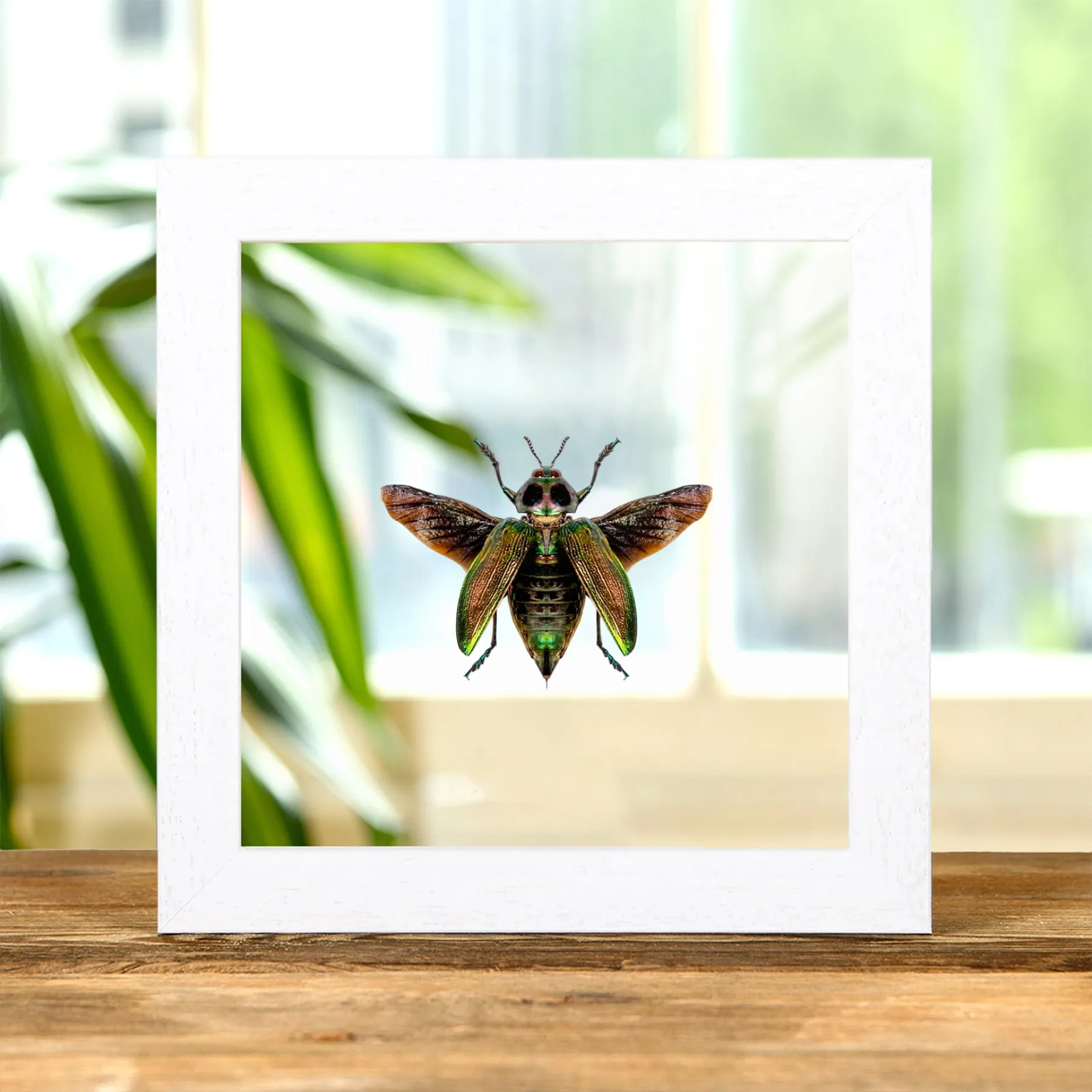 Giant Metallic Ceiba Borer with Wings Spread In Clear Glass Box Frame (Euchroma gigantea) Minibeast Giant Metallic Ceiba Borer with Wings Spread In Clear Glass Box Frame (Euchroma gigantea)