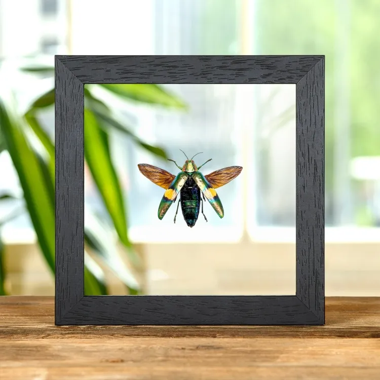 Escarabajo metálico barrenador de la madera en marco de vidrio transparente (Chrysochroa saundersi)