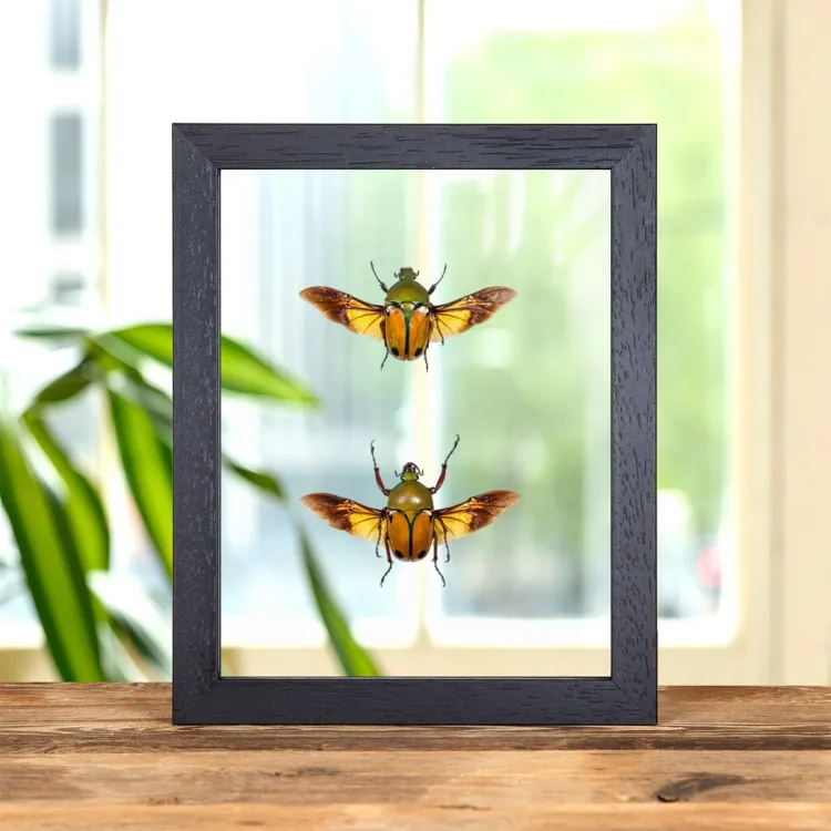 African Flower Beetle In Clear Glass Frame (Eudicella euthalia oweni)