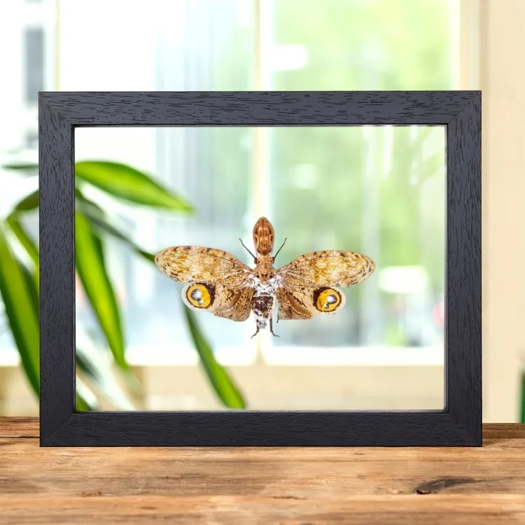 Peanut-headed Lanternfly In Clear Glass Frame (Fulgora laternaria)