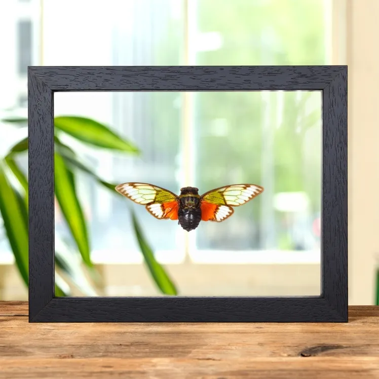 Asian Cicada In Clear Glass Frame (Salvazana imperialis)