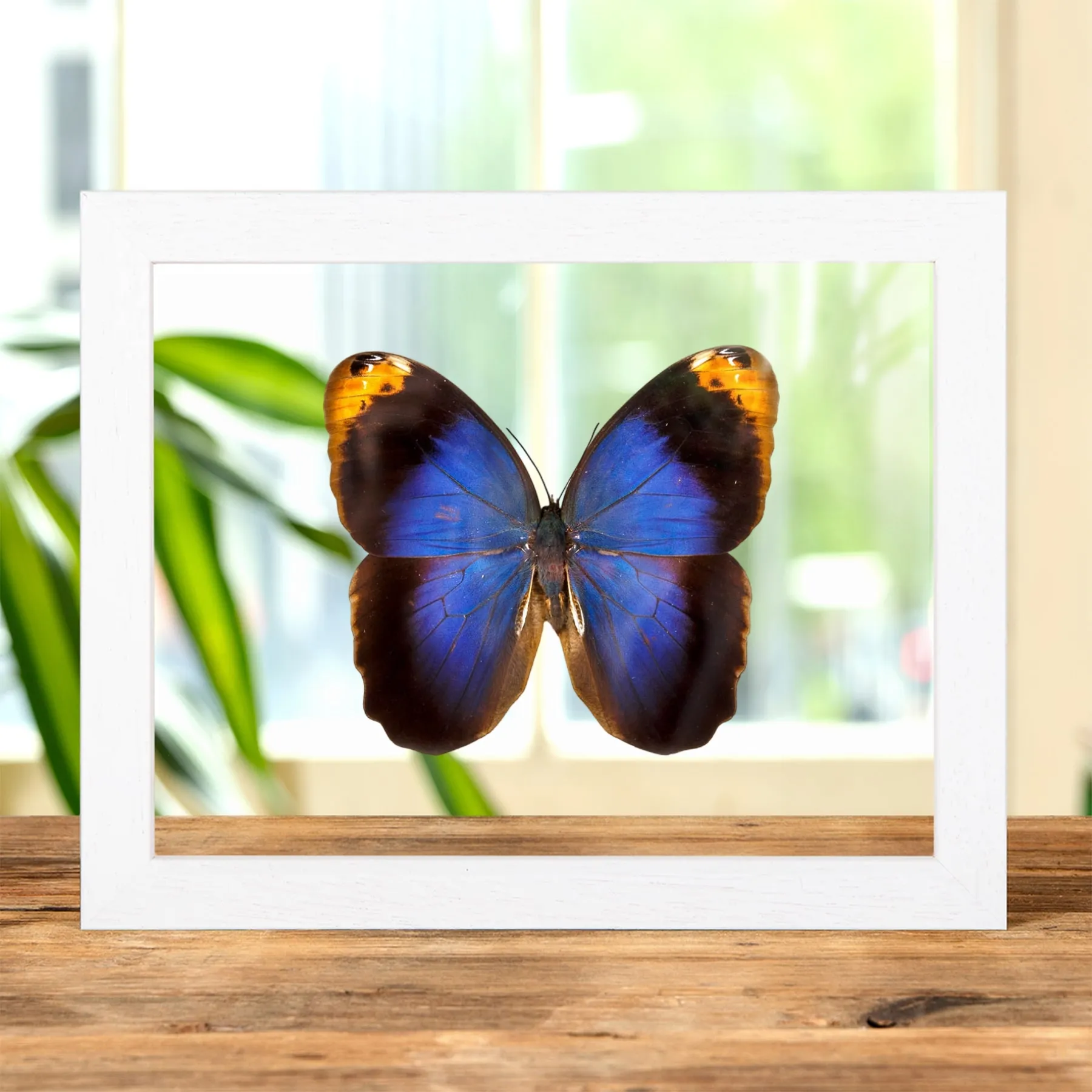Minibeast Paarse Uil Vlinder in Transparante Glazen Lijst (Caligo beltrao)