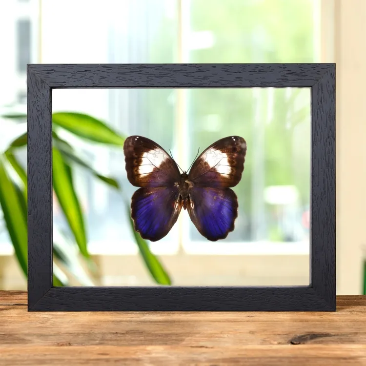 White Banded Owl Butterfly In Clear Glass Frame (Caligo martia)